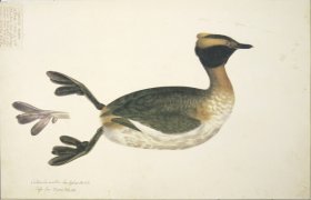 212 Swedish Birds . Colymbus Auritus, Horned Grebe