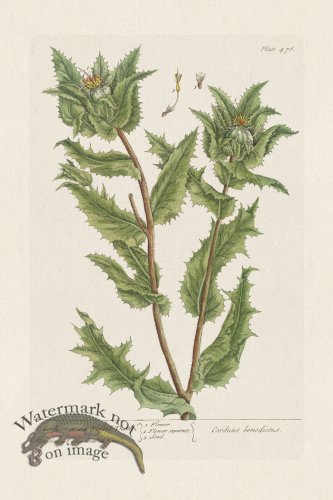 (image for) BEE 476 Carduus