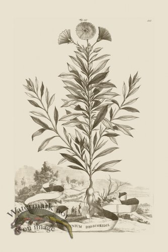 (image for) Abraham Munting 155