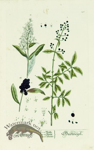 Blackwell German 053