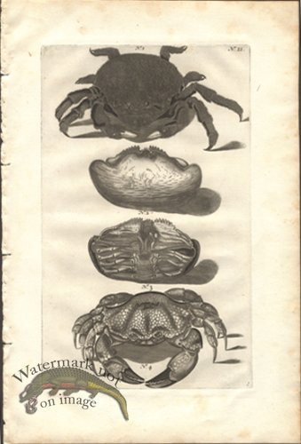 (image for) Rumphius 11