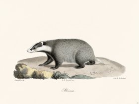 Cuvier 204 Badger