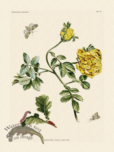 (image for) Wilkes Butterflies 073