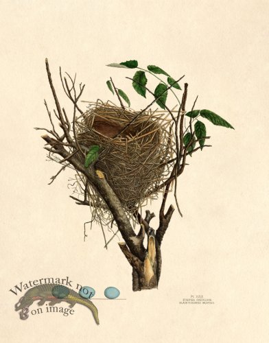 (image for) Eggs of Ohio 028