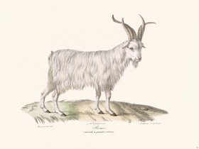 Cuvier 145 Goat