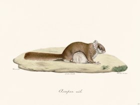 Cuvier 279 Male Assapan