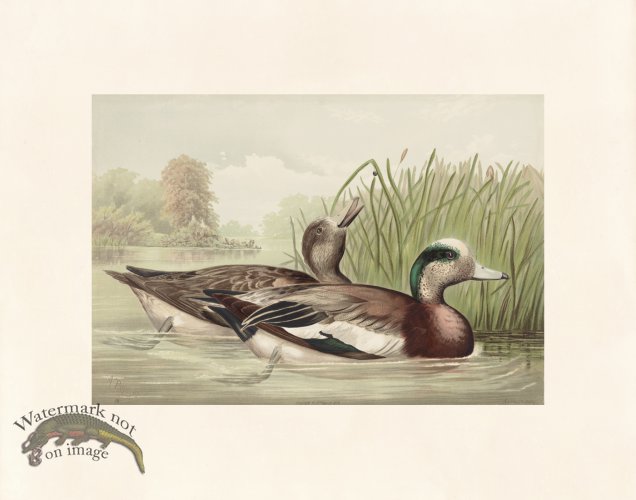 Pope 18 Widgeon