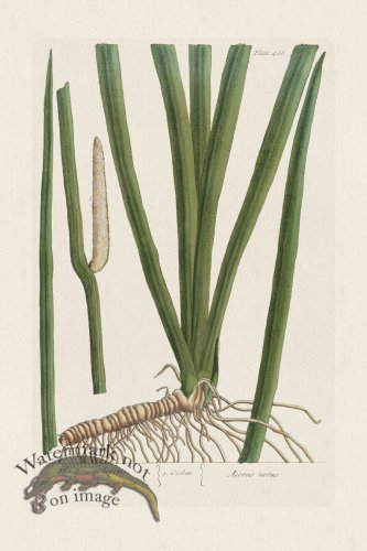 (image for) BEE 466 The Truth Acorus