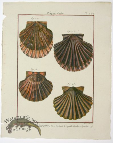 (image for) Diderot Shell 17
