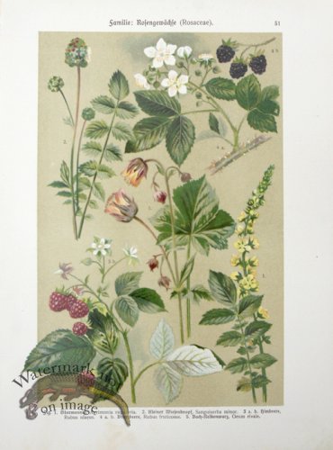 (image for) Botanical Atlas 1911 21