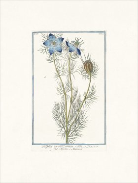 Bonelli 394 Germander