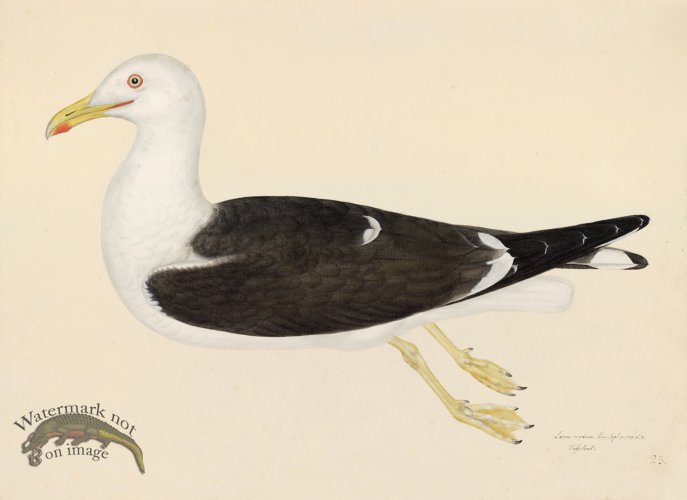 LESSER BLACK BACKED GULL . PL 23