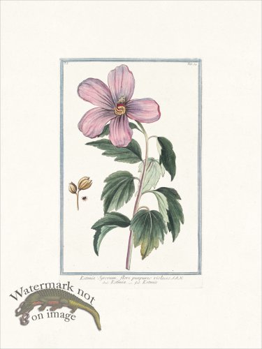 (image for) Bonelli 054 Rose of Sharon