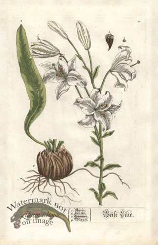 (image for) Blackwell GE 011