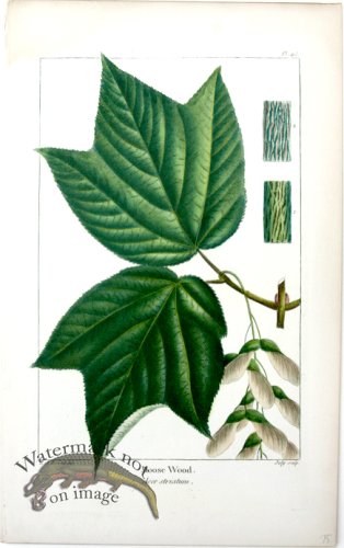 (image for) 34 Moose Wood