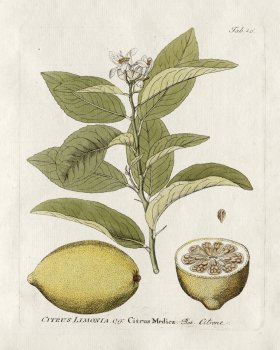 Rangpur Citrus