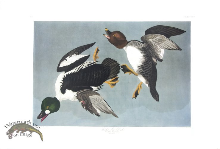 (image for) Golden-Eye Duck