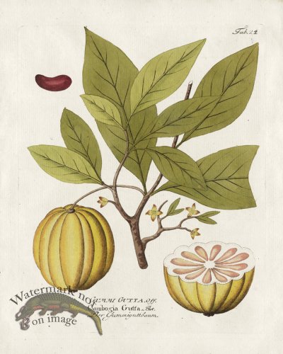 (image for) Indian Gamboge