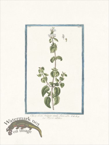 (image for) Bonelli 266 Wild mint