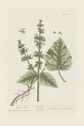 BEE 122 Garden Clary