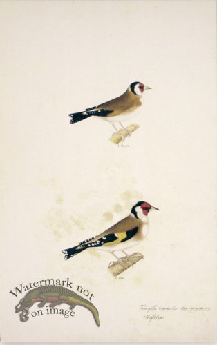 (image for) 73 Swedish Birds . Fringilla Carduelis, European Goldfinch, M.F
