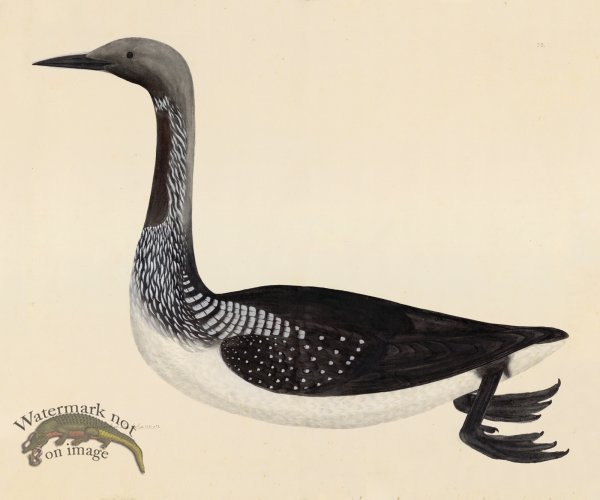BLACK THROATED DIVER . PL 33