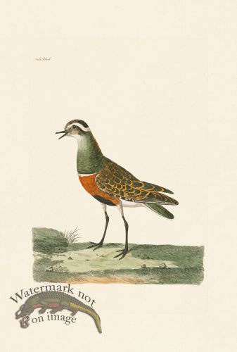 (image for) Pennant Zoology 014
