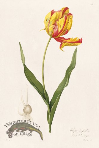 (image for) Les Liliacees Redoute 478