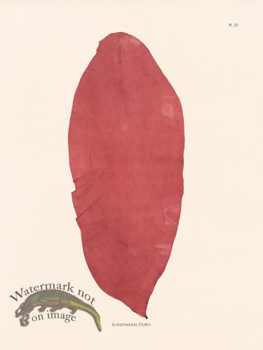 (image for) Oceanie 20