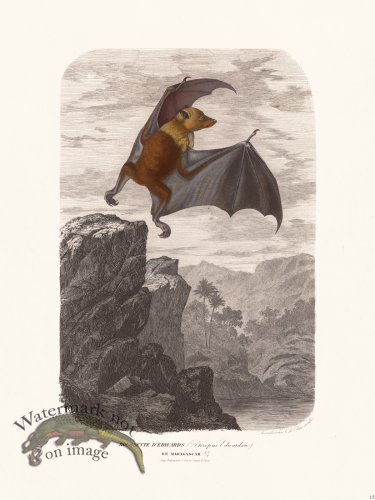 Bats of the World 15