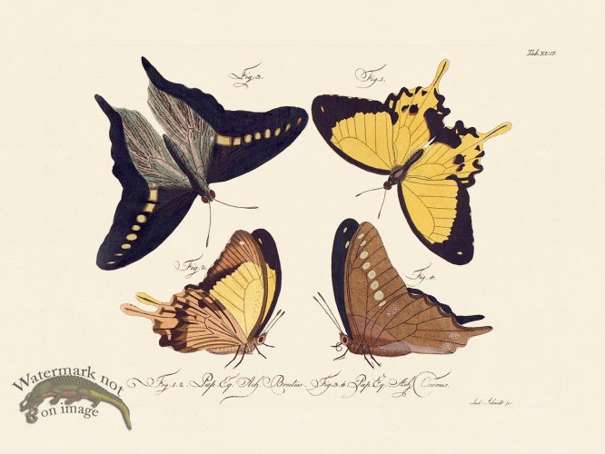 (image for) Jablonsky Butterfly 046