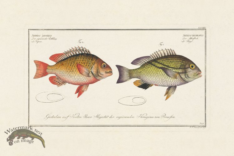 (image for) BLOCH FISH 325