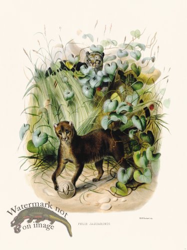 (image for) Elliot Cat 13 Jaguarondi Felis