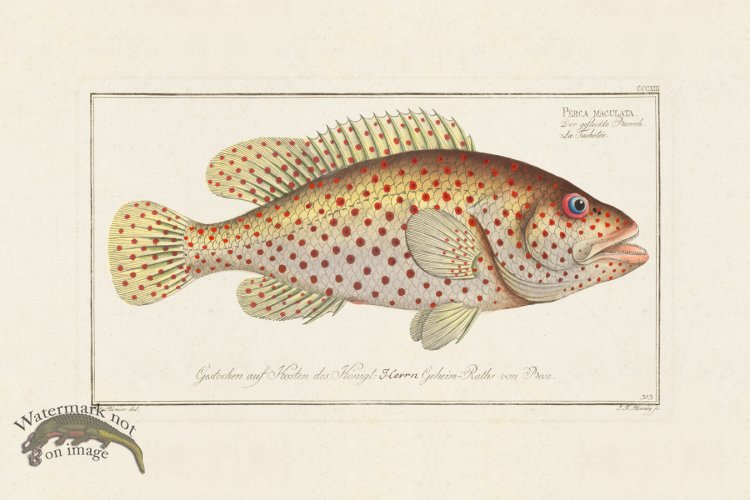 (image for) BLOCH FISH 313