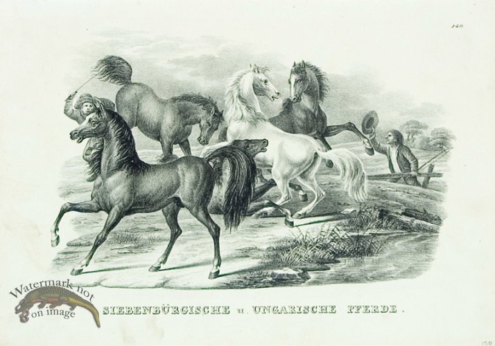 (image for) Hungarian Horses