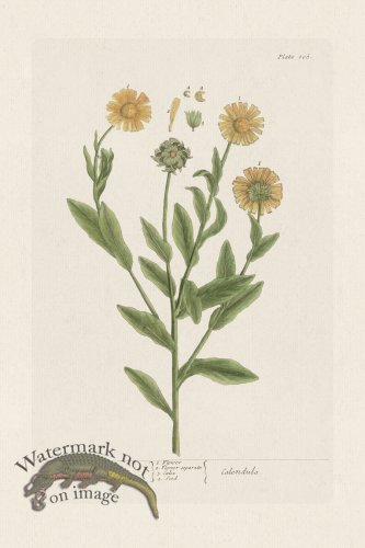 (image for) BEE 106 Mary golds