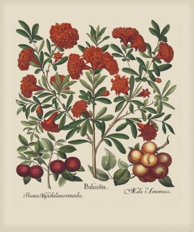 Besler 143 Colored B2