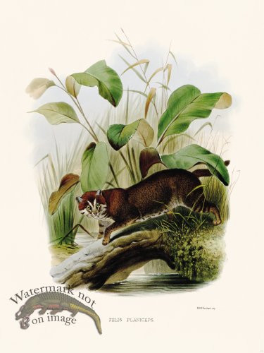 (image for) Elliot Cat 17 Cat Planiceps