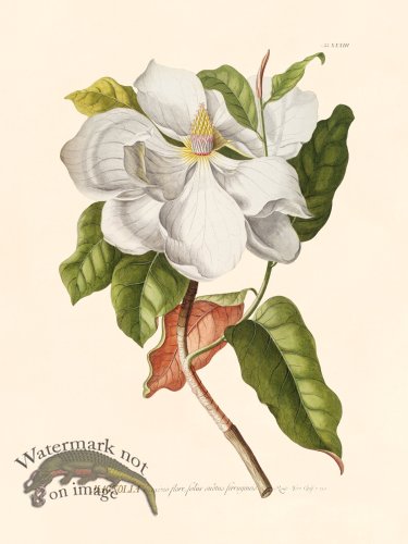 (image for) Trew Botanical 33