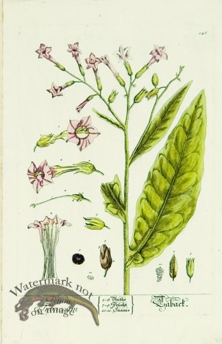 Blackwell German 185