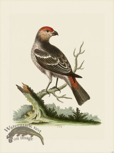 (image for) Edwards 124 Greatest Bullfinch