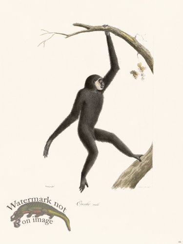 Cuvier 381 Ounko Male