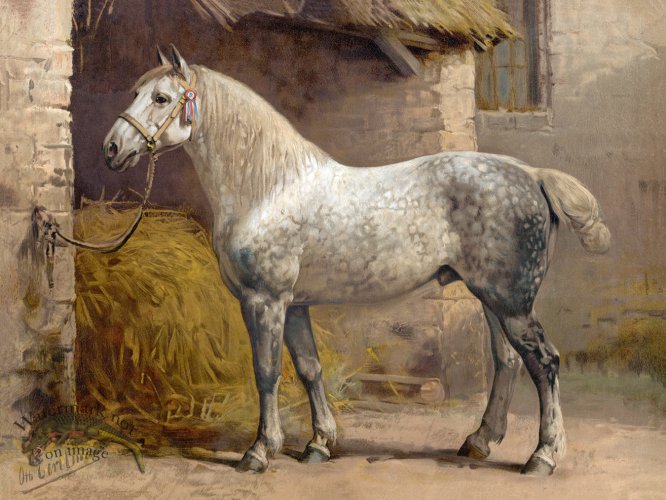 (image for) Percheron Horse by Eerelman