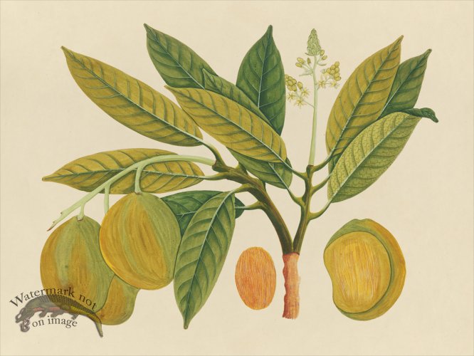 Far East Fruit and Flowers 28
