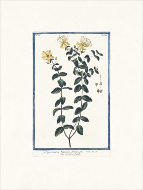 Bonelli 388 St. John's-wort