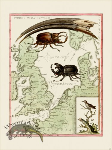 (image for) Edwards 105 Least Humming Bird