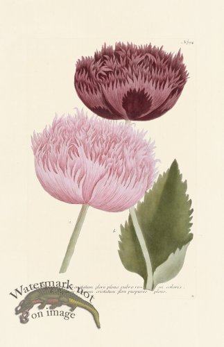 (image for) Weinmann PL 794