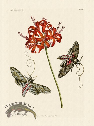 (image for) Wilkes Butterflies 095