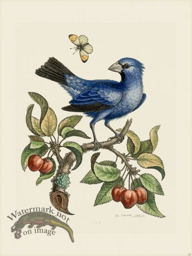 (image for) Edwards 125 The blue Gros-Beak