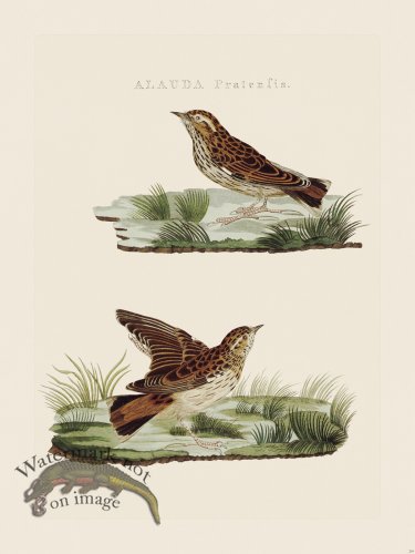 (image for) Nozeman Bird 219